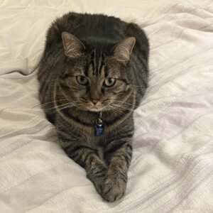 cat with paws crossed