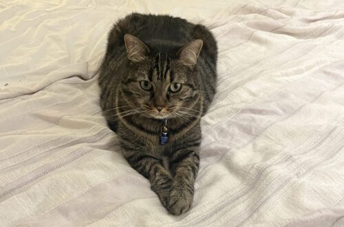 cat with paws crossed